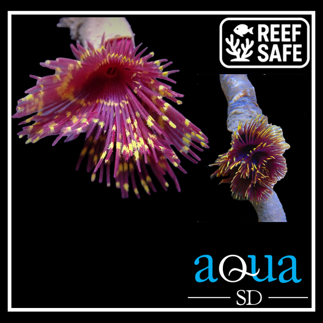 Ruby Feather Duster - Sabella sp.