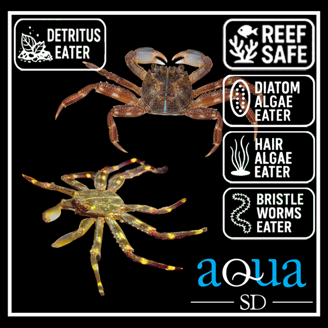 Sally Lightfoot Crab