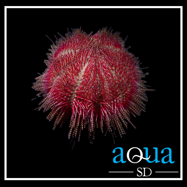 Bicolor Short Spine Pincushion Urchin