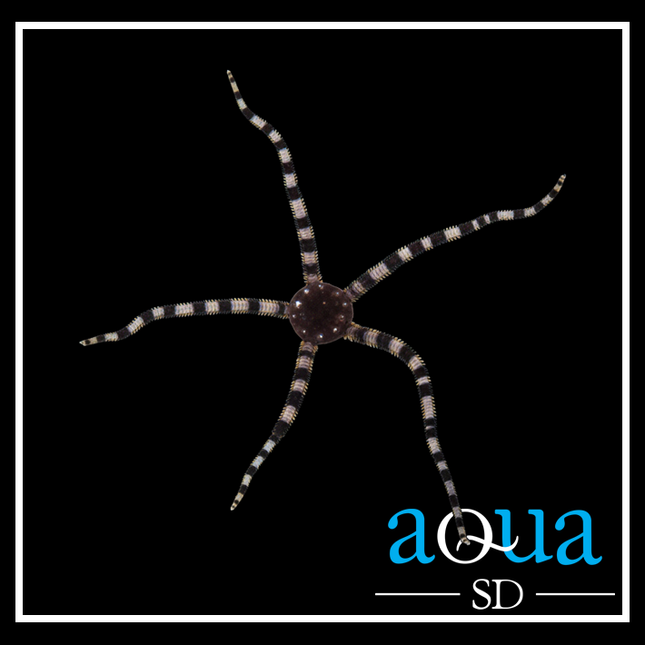 Serpent Starfish