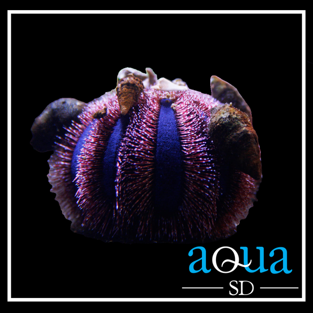 Royal Tuxedo Urchin (Mespilia globulus)