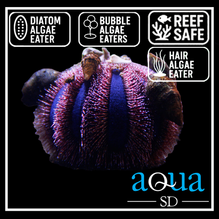 Royal Tuxedo Urchin - Mespilia globulus