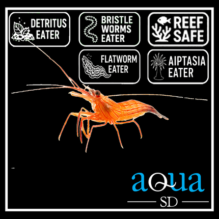 Peppermint Shrimp - Lysmata wurdemanni