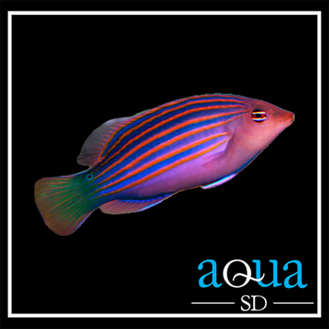 Six Line Wrasse (Pseudocheilinus hexataenia)