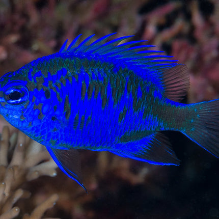 Springeri Damselfish