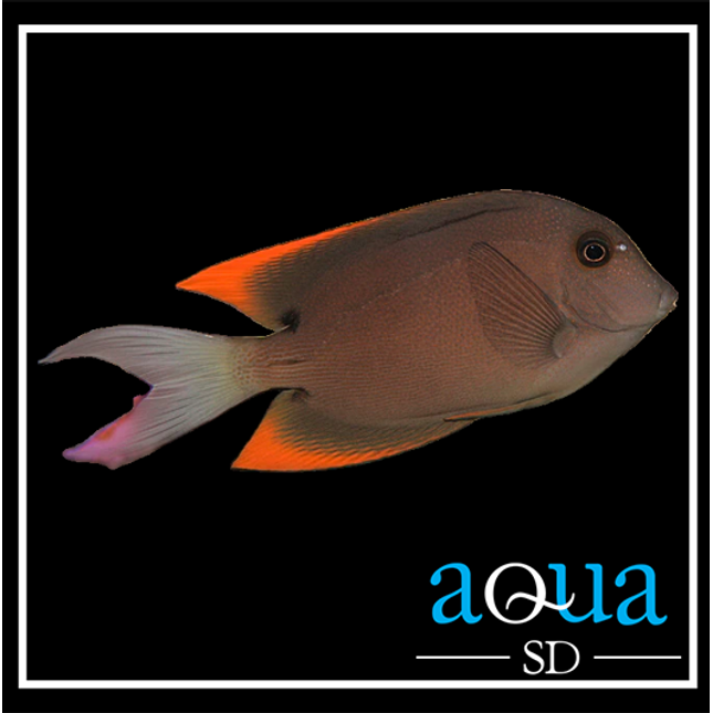 Tomini Tang (Ctenochaetus tominiensis)