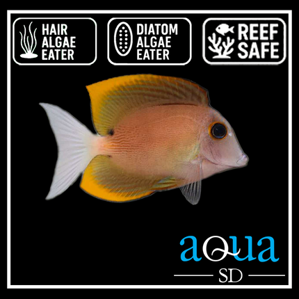 Tomini Tang - Ctenochaetus tominiensis