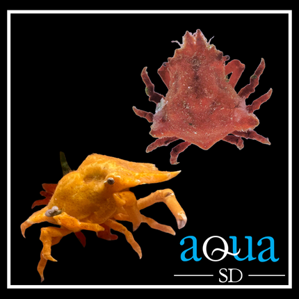 Sponge Crab; Atl. - Sphaerodromia sp.