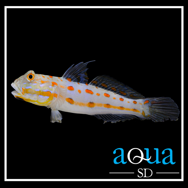 Diamond Watchman Goby (Valenciennea puellaris)