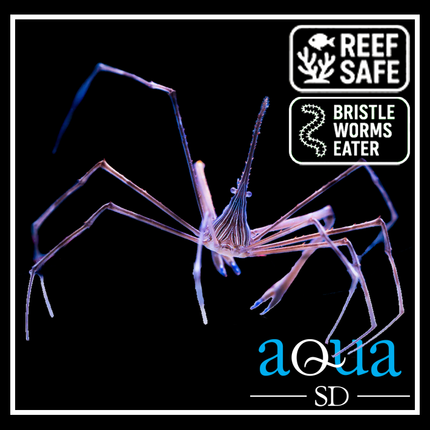 Arrow Crab - Stenorhynchus seticornis