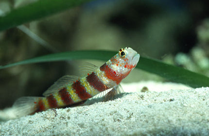 Wheeleri Goby