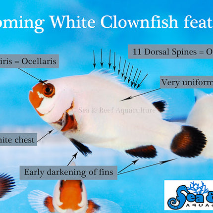 Wyoming White Clownfish - Amphiprion ocellaris