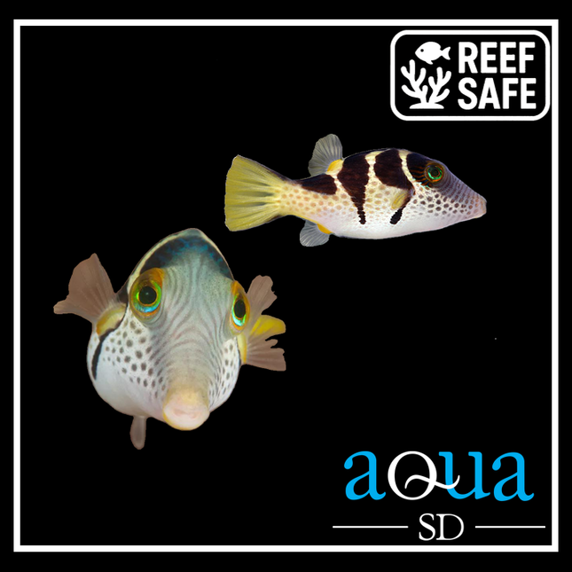 Valentini Puffer (Canthigaster valentini)