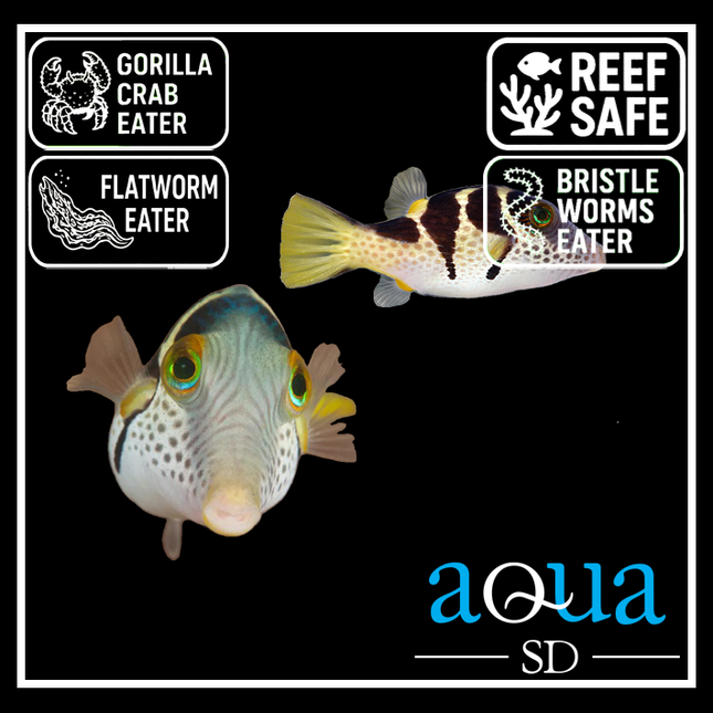 Valentini Puffer - Canthigaster valentini