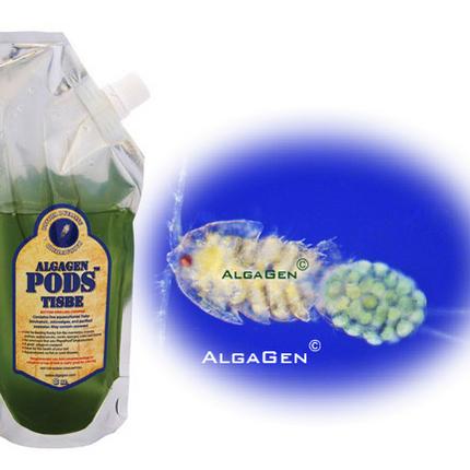 AlgaGen ReefPODS Tisbe Live Aquacultured Copepods‎