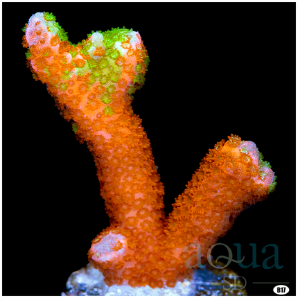 Grafted Montipora Digi - Multiples Available