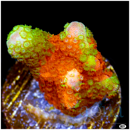 Grafted Montipora Digi - Multiples Available