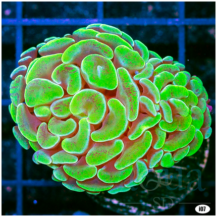 Aussie Branching Neon Green Hammer - Multiples Available