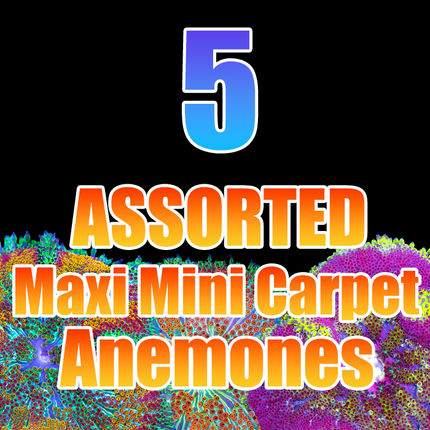 5 Assorted Maxi Mini Carpet Anemones (no duplicates)