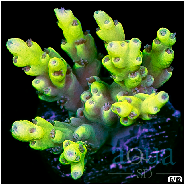 ASD Candlelight Acro - Multiples Available