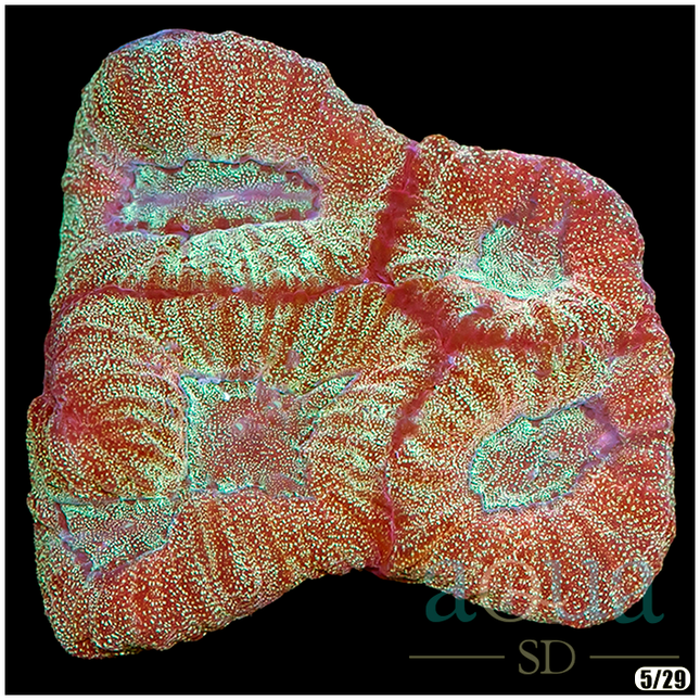 ASD Glitter Gold Favia - Multiples Available