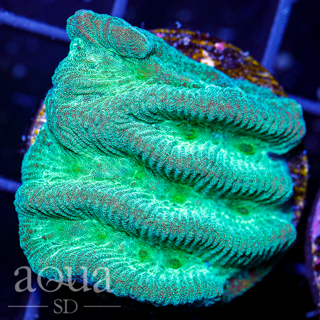 Aquabats Platy - Multiples Available