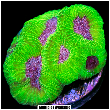 ASD PPE Platy - Multiples Available