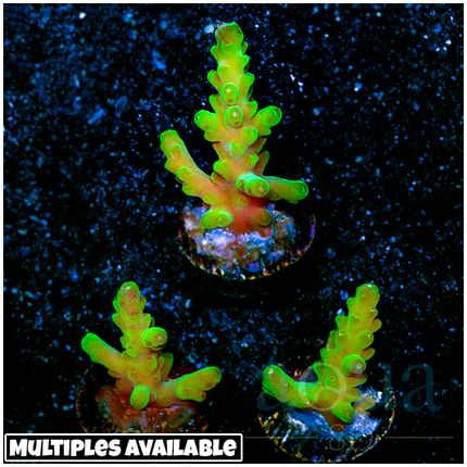 Aussie Electric Tort Acropora (Multiples Available)