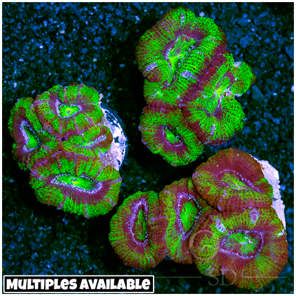Aussie Grinch Acan Lordhowensis (Multiples Available)