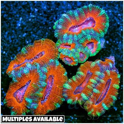 Aussie Teal Lips Rose Core Acan Lord (Multiples Available)