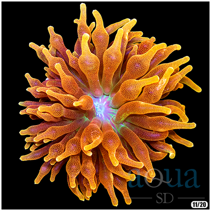 Chicago Sunburst bta