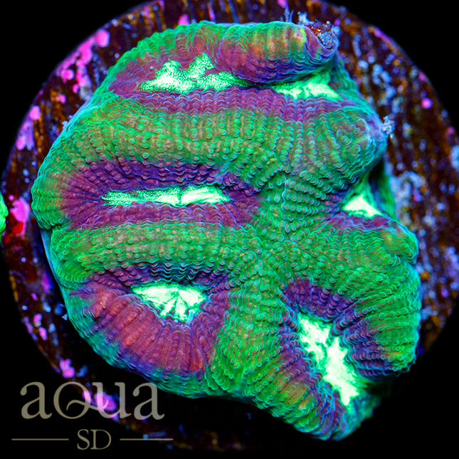 Crazy Zebra Platy - Multiples Available