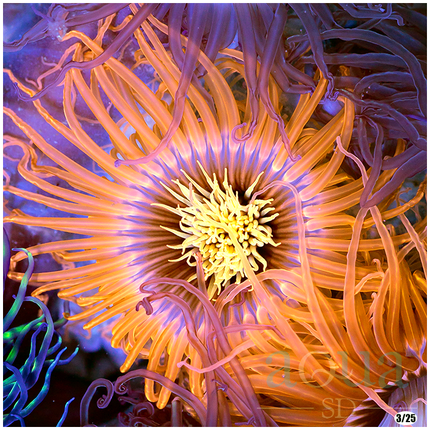 Flaming Tube Anemone - Multiples Available