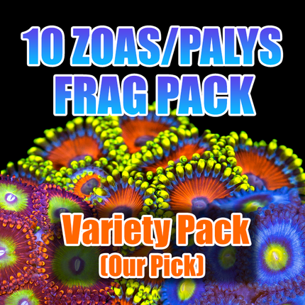 ASD 10 Zoa And Paly Pack