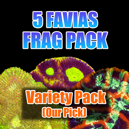 ASD 5 Favia Pack