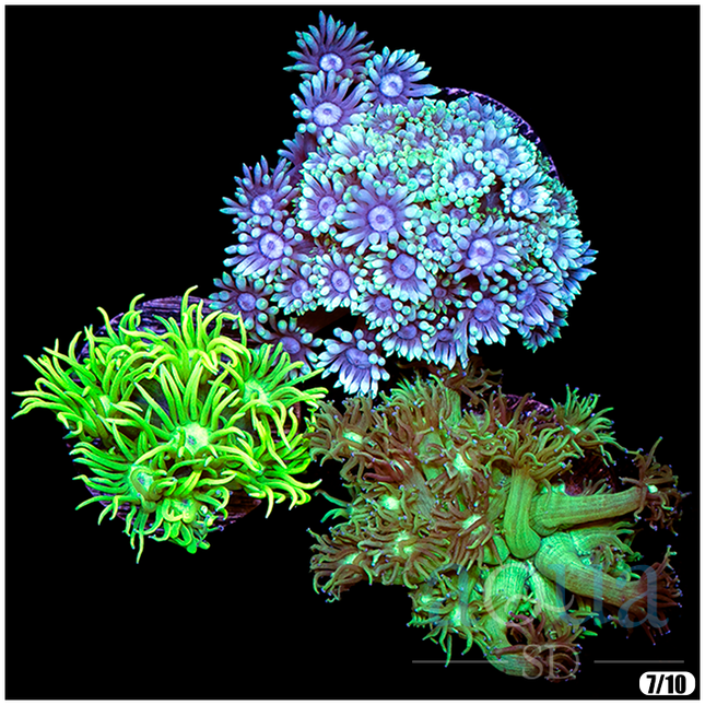 Goni Garden Triple Pack - Multiples Available - NOT Wysiwyg