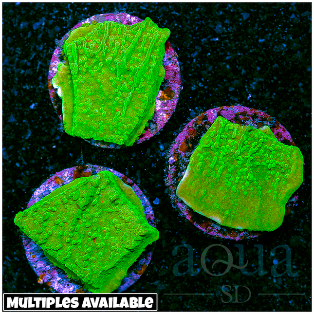 Green Montipora Cap - Multiples Available