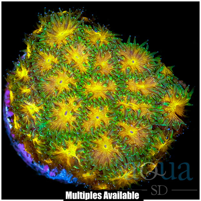 Home Grown John Deer Leptastrea - Multiples Available