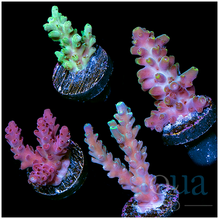 Assorted Easy Acro Frag Pack - Multiples Available