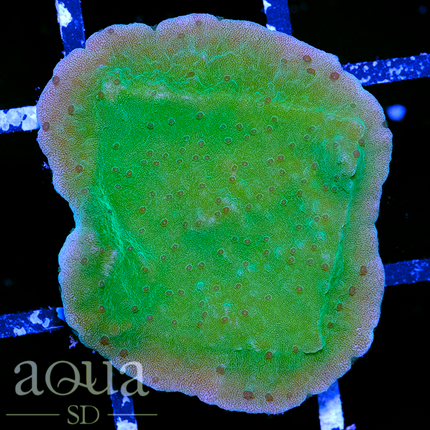 Neon Monti Cap Almost Wysiwyg Multiples Available