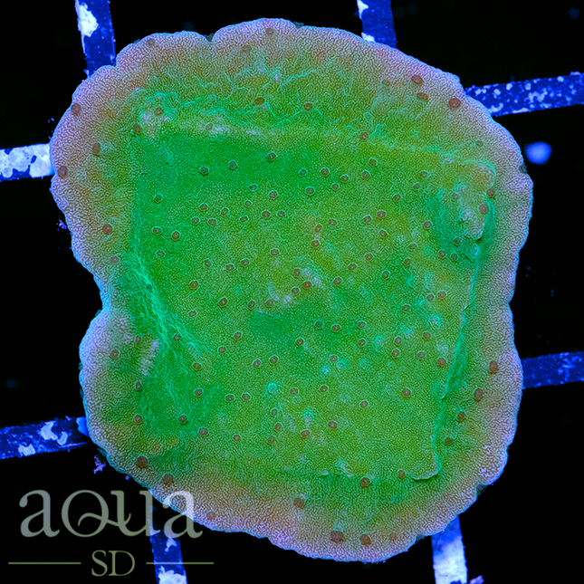 Neon Monti Cap Almost Wysiwyg Multiples Available