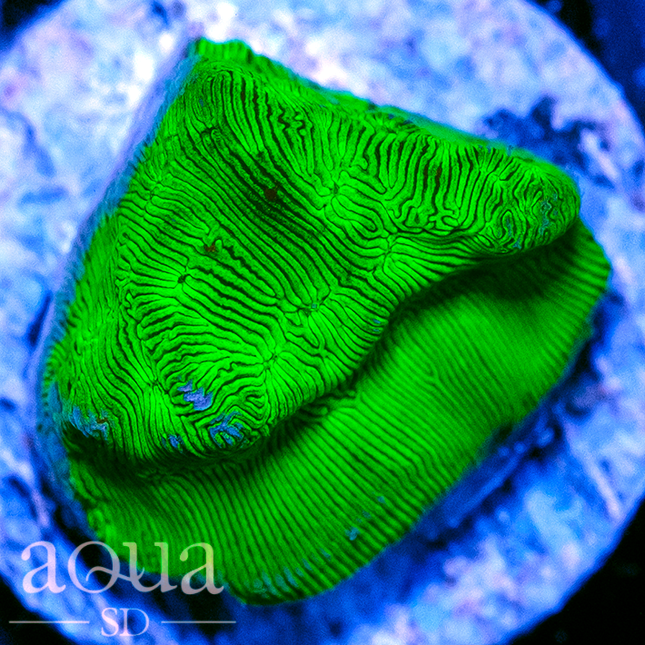 Nuclear Lepto - Multiples Available