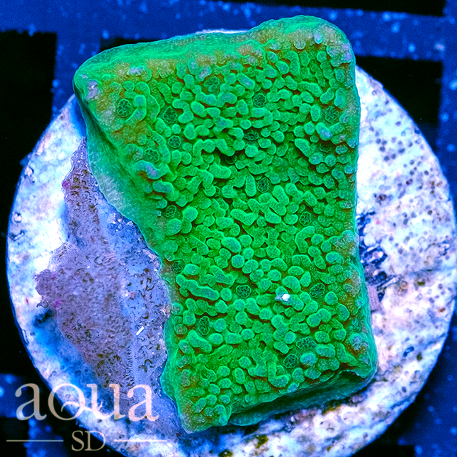 Nuclear monti cap - Multiples Available