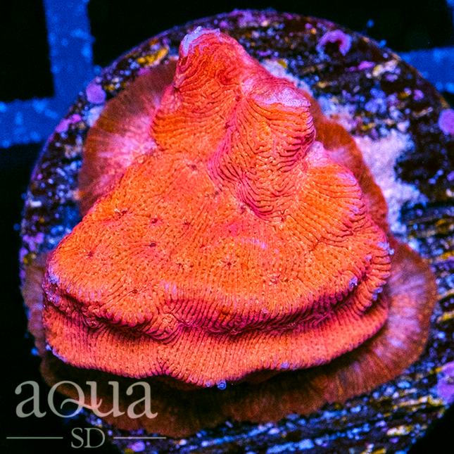 Orange Lepto - Multiples Available