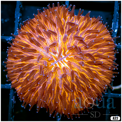 Orange Helmet Plate Coral - Multiples Available