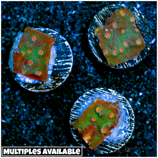 Orenji Eye Cyphastrea (Multiples Available)