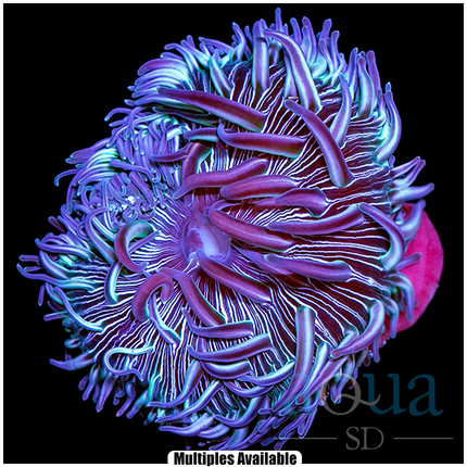 Purple Convict Long Tentacle Anemone - Approx 7'' - Multiples Available