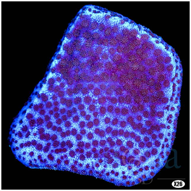 Purple Haze Montipora - Multiples Available