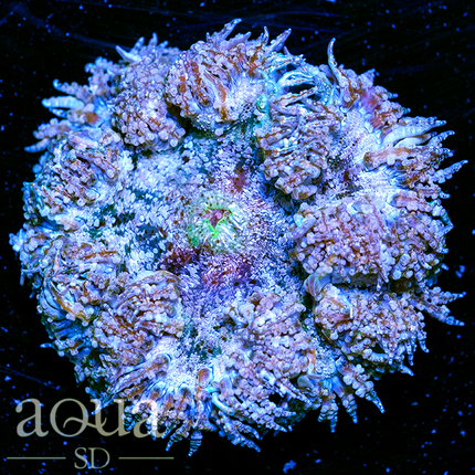 Sweet Rock Flower Anemone Almost Wysiwyg Multiples Available
