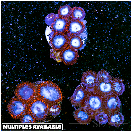 Superman Zoas - (Multiples Available)